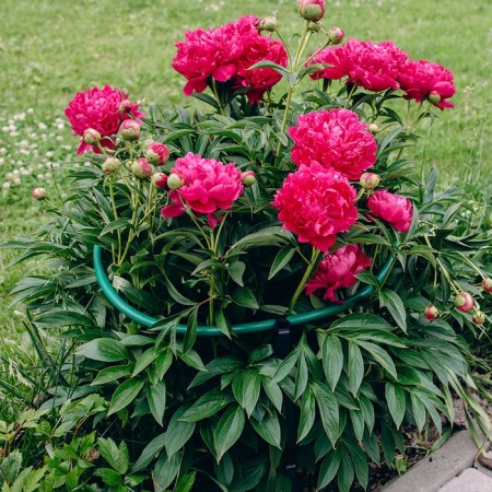 Кустодержатель, d = 50 см, h = 55 см, ножка d = 2 см, пластик, МИКС-9