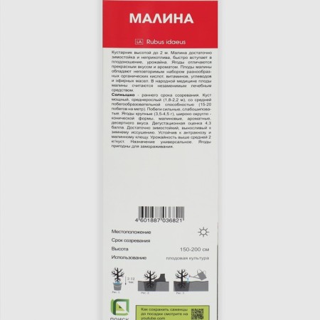 Raspberry traditional varieties "Sun", 1 pc, tube, spring 2025-1