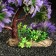 Artificial Aquarium plant, 11 x 21 cm