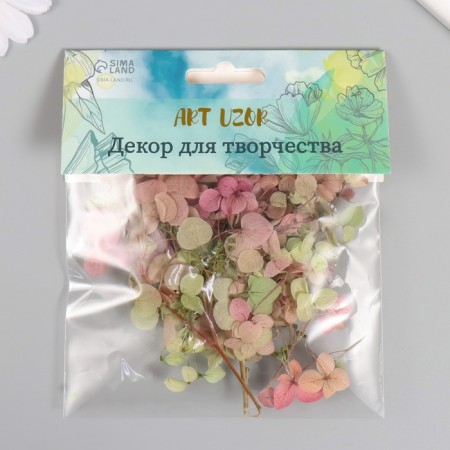 Sukhotzet "hydrangea" green-red h = 6-6.5 cm-3