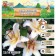 Eastern Lilia "Primrose Hill", rr 12/14, 2 pcs, spring 2024