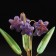 Souvenir "Flowers Bells", 5 flowers, purple, selenite