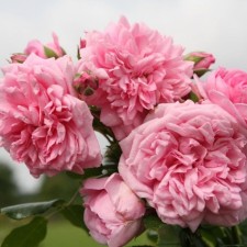 Seedling rose cords Plesy 