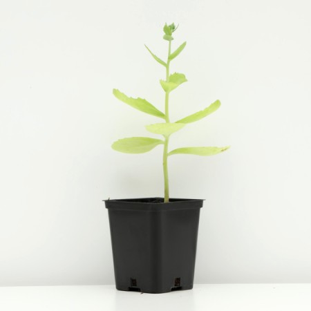 Visible cleaning, P9 pot, 1 pc, spring 2024-1
