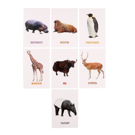 Developing cards "Wild animals"-6
