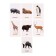 Developing cards "Wild animals"
