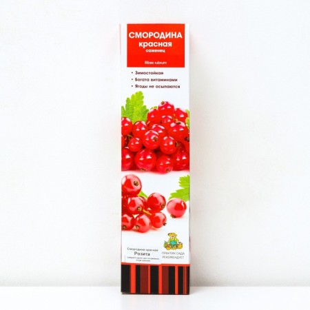 Currant Red traditional varieties "Rosita" 1 pc, tube, spring 2024