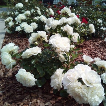 Seedling rose Blanc Meyyandkor, Shrab-Rosa, pot 2 l., Summer 2024