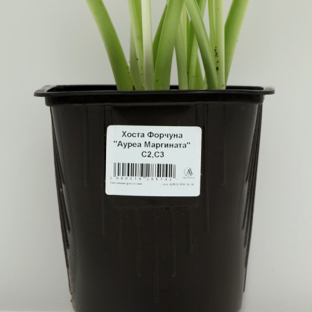 Khosta FORCHUNA "Aurea marginata", pot C3, 1 pc, spring 2024-3