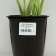 Khosta FORCHUNA "Aurea marginata", pot C3, 1 pc, spring 2024