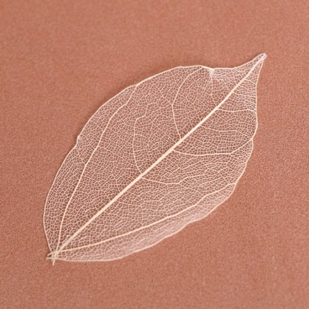 Dry leaves, (set 5 pcs), size 1 pcs :: 8 × 5 cm, white color-2