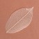 Dry leaves, (set 5 pcs), size 1 pcs :: 8 × 5 cm, white color