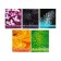 A set of notebooks of 5 pieces, 36 sheets in the Calligrata Micromium cage, covered cardboard, offset unit