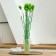 Dry -flowers "Lagurus", set of 30 pcs., Green color