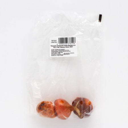 Tulip Tensor Global Dizair, Rr 12+, 3 pcs, Economy, Autumn 2024-1