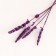 Lavender dried flowers set, banch length 15 (+/- 6 cm), lilac