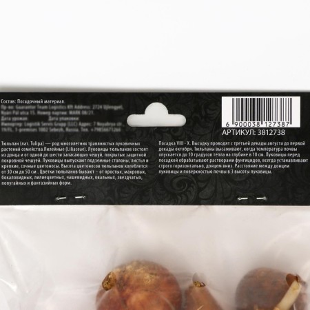 Tulip Terry Late Angelica, river 11/12, 5 pcs, autumn 2024-2