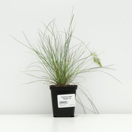 Sizya's oatmeal "Freddy", pot p9, 1 pc, spring 2024-2