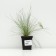 Sizya's oatmeal "Freddy", pot p9, 1 pc, spring 2024