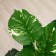 Artificial tree "Filodendron Congo" 80 cm