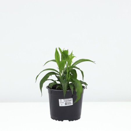 Astra shrubly nousy, pot C2, 1 pc, summer 2024-2
