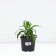 Astra shrubly nousy, pot C2, 1 pc, summer 2024