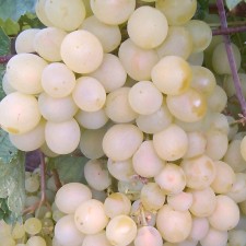 Grapes seedlings 