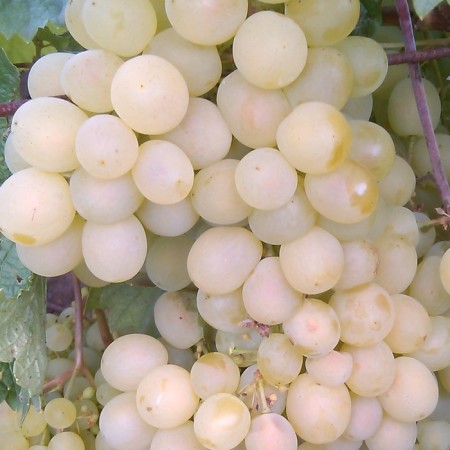Grapes seedlings "Shatilov's memory", tube, spring 2025