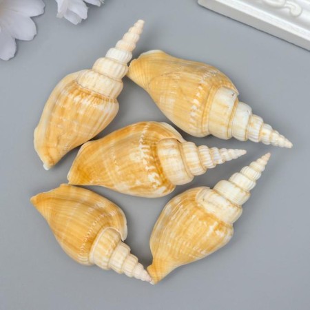 Decorative shells "Strombus vittatus" 5 pcs-1