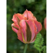 Tulip green-color artist, 11/12 rr, 10 pcs, 30-35 h (cm), autumn 2024