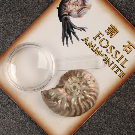 Ammonites set in packaging-3