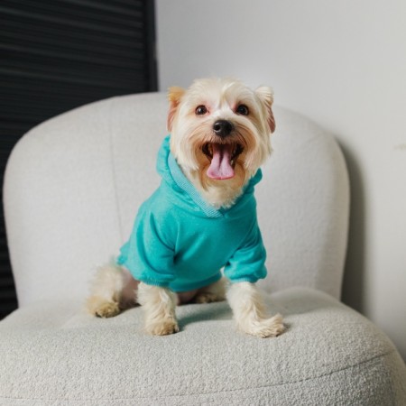 CHAMPION Holstery for dogs (footer), size M (DS 26, Osh 36-38, OG 46-50), Blue