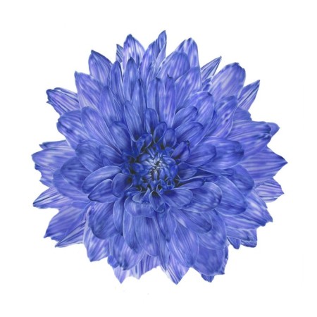 The dye floristic, for flowers, ultramarin, 300 ml-2