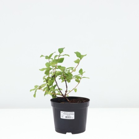 Honeysuckle edible Leningrad giant, C2 pot, H20-40 Height, 1 pc, summer 2024-2