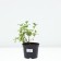 Honeysuckle edible Leningrad giant, C2 pot, H20-40 Height, 1 pc, summer 2024