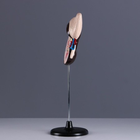 Model "Model of a Human" 14*30cm-1