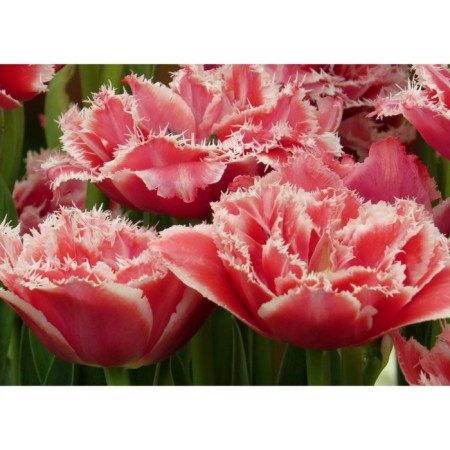 Tulip fringe Brest, river 11/12, 3 pcs, economy, autumn 2023