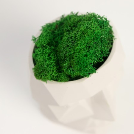 Kashpo Concrete "Head" with moss height 8.5 cm white (moss green stabilized)-4
