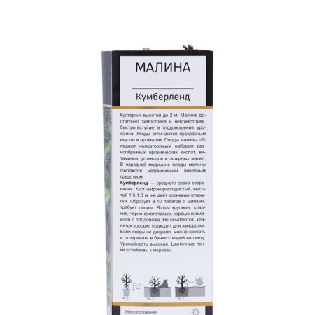 Raspberry Chernolor varieties suite "Kumberland", 1 pc, tube, spring 2025-1