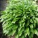 Khosta lanceolate, P9 pot, 1 pc, spring 2024