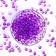 Aquagrunt purple, 100 g
