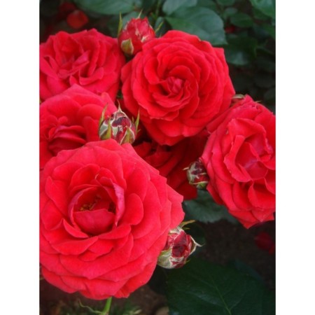 Gibid-gibride rose seedling "Mephon", 1 pc, spring 2024
