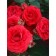 Gibid-gibride rose seedling "Mephon", 1 pc, spring 2024