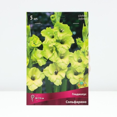 Gladiolus coarse-flowered "Solfarino", rr 12/14, 5 pcs, spring 2024