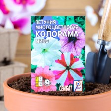 Flowers of petunia multi -flowered 