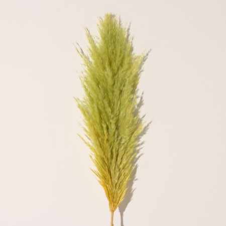 Sukhotzet "Cortery", 1 branch, length 140-150 cm, apple-2