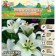 Lilia Asian Kashpo "GWEN", rr 12/14, 2 pcs, spring 2024
