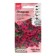 Flowers of Petunia "Toodle Vave Purple", 5 pcs
