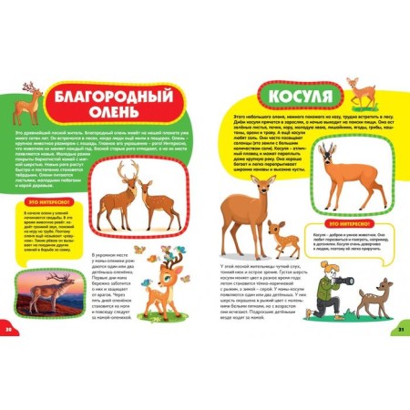 Animals for kids-7