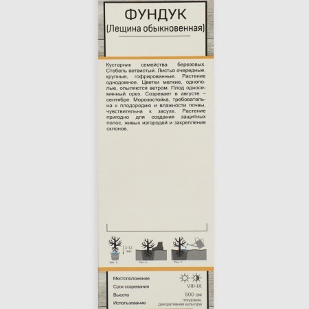 Hazelnut (ordinary hazel) "Avlan", 1 pc, tube, spring 2025-1